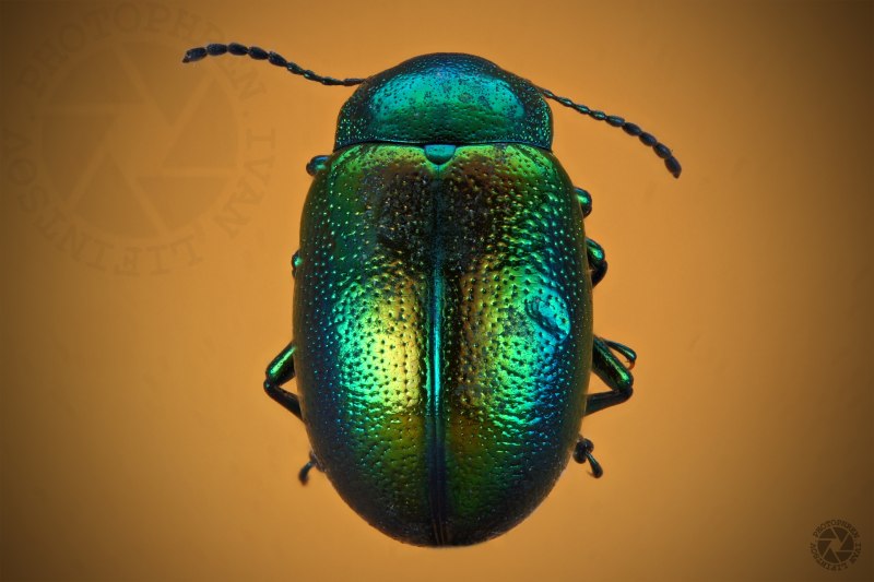 Скоробейник Жук