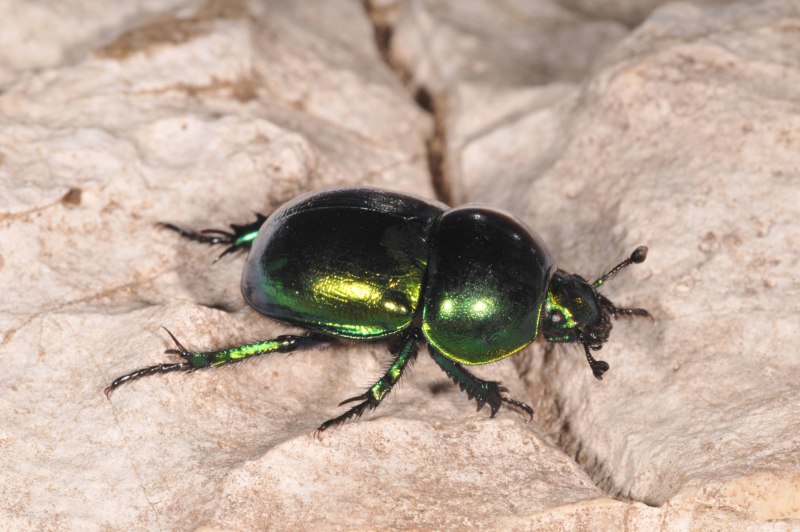 Жук бронзовик зелёный