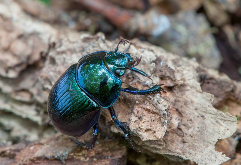 Жук навозник