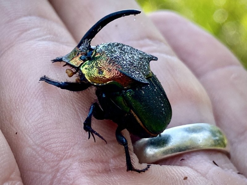 Жук скарабей в полете