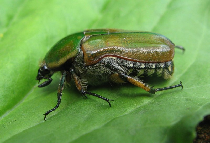 Жук навозник