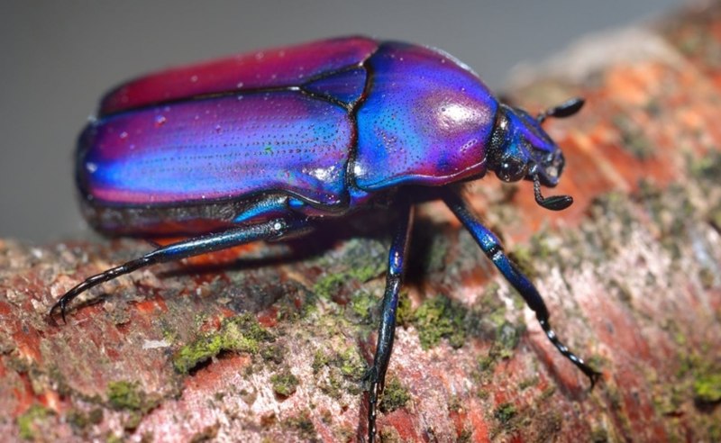 Жук скарабей Ювелирное украшение