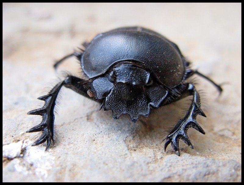 Жужелица и Майский Жук