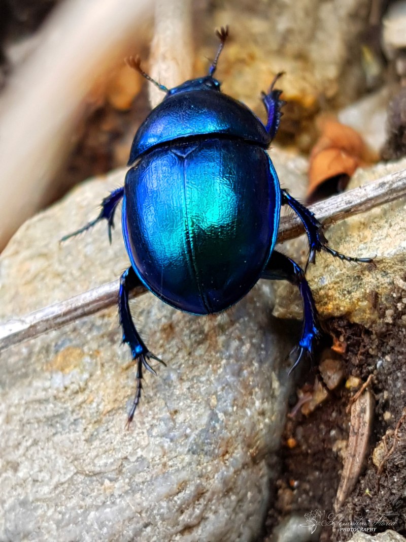 Зеленый Жук бронзовка