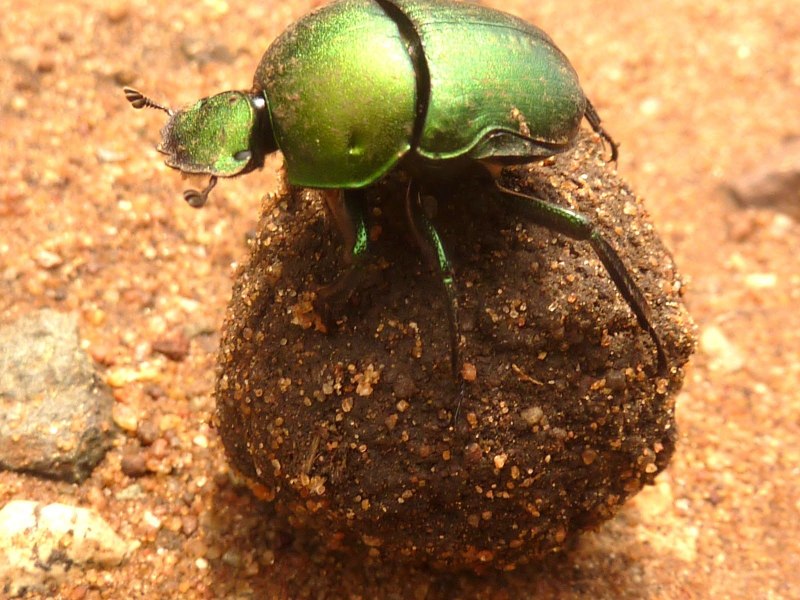 Жук навозник зеленый