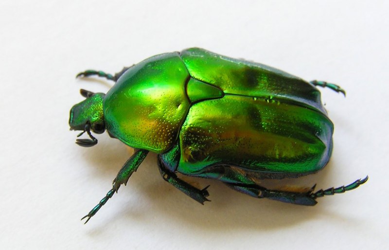 Личинка скарабея