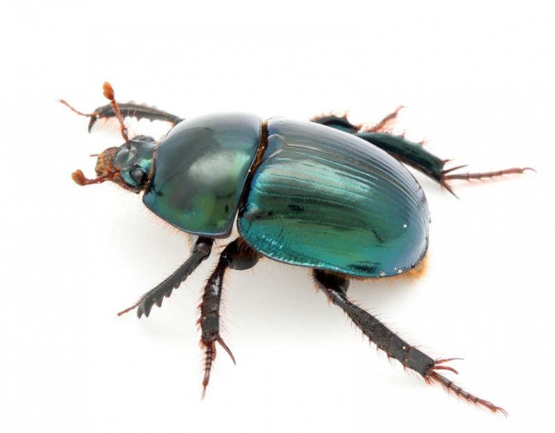 Жук Светлячок зеленого цвета