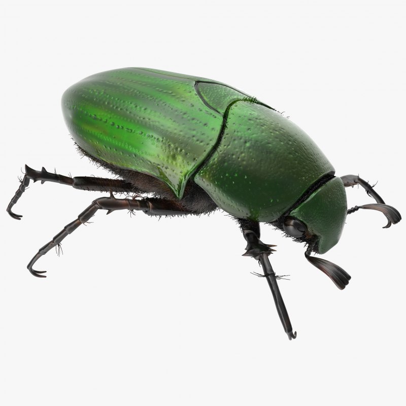 Цветочный Жук Mecynorrhina torquata