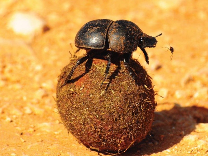 Жук скарабей изумрудный