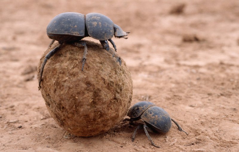 Жук скарабей