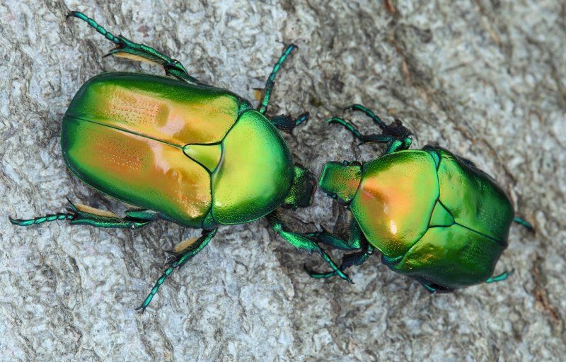 Жуки скарабеи Майский Жук