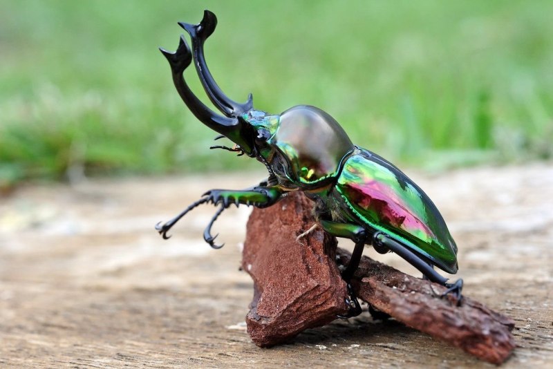 Жук полосатик