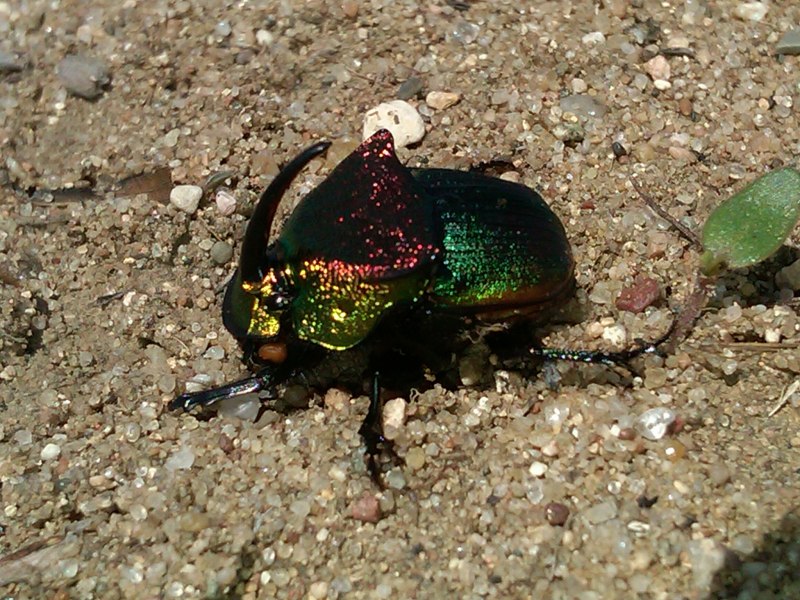 Жук навозник скарабей