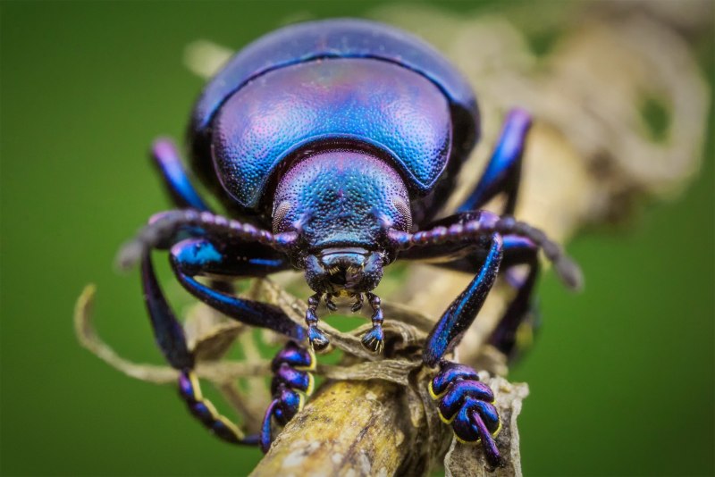 Torynorrhina flammea