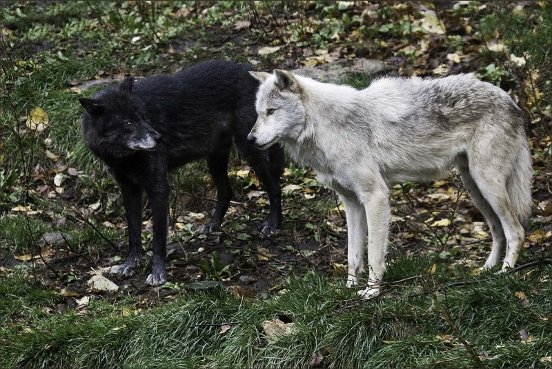 Альфа самец и Альфа самка волки