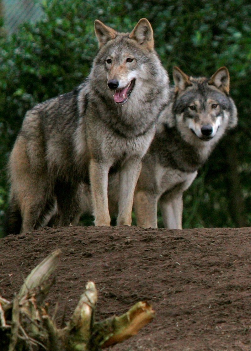 Волки семья