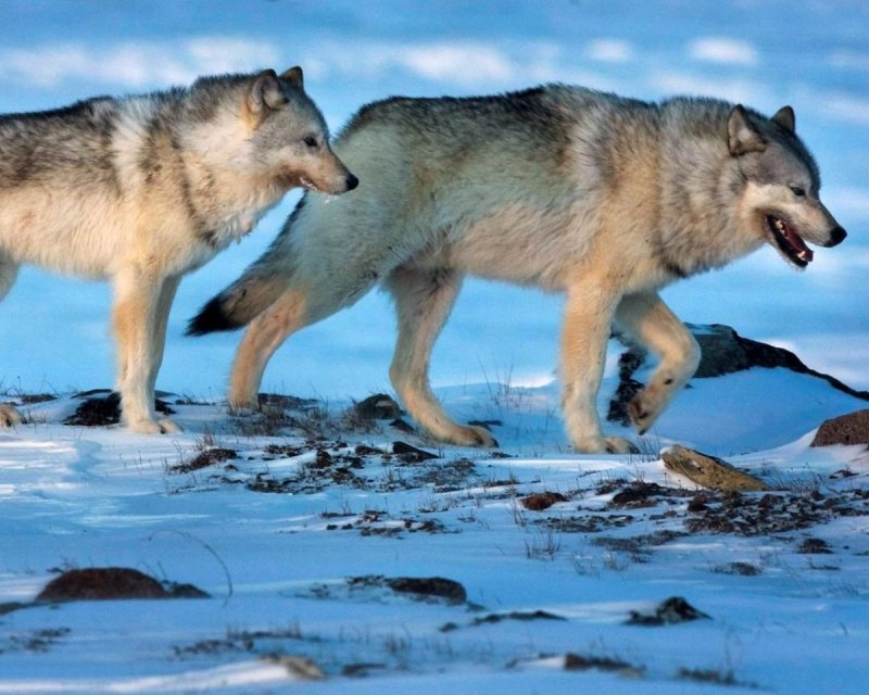 Фото волка самца