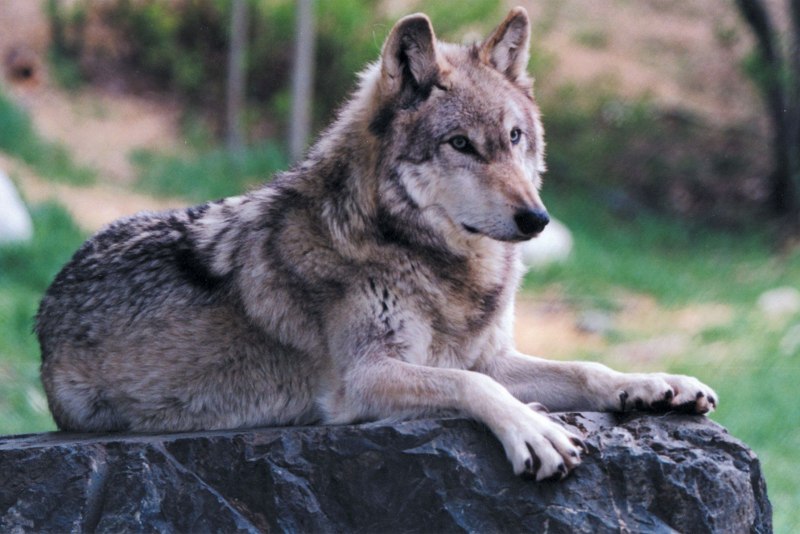 Альфа самка волчица