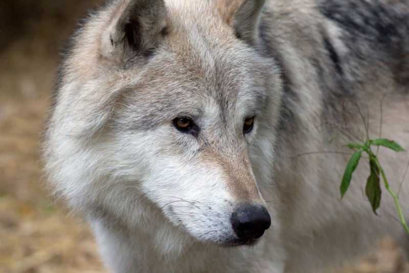 Волки Альфа самка