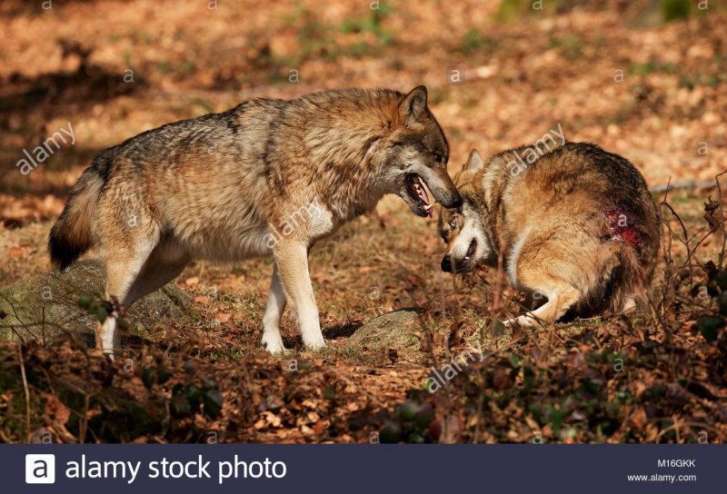 Альфа самец и Альфа самка волки
