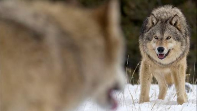 Альфа самка волк и Альфа самец волки