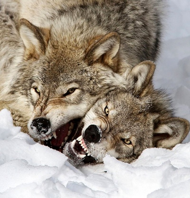 Стая диких Волков