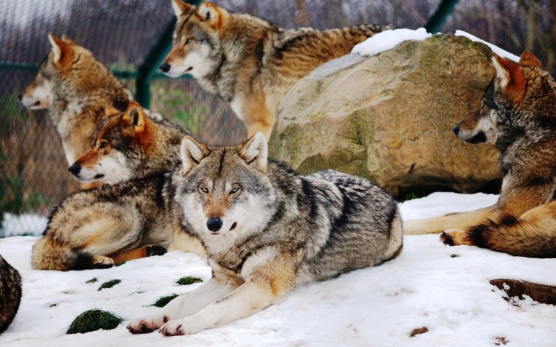 Стая Волков в тайге