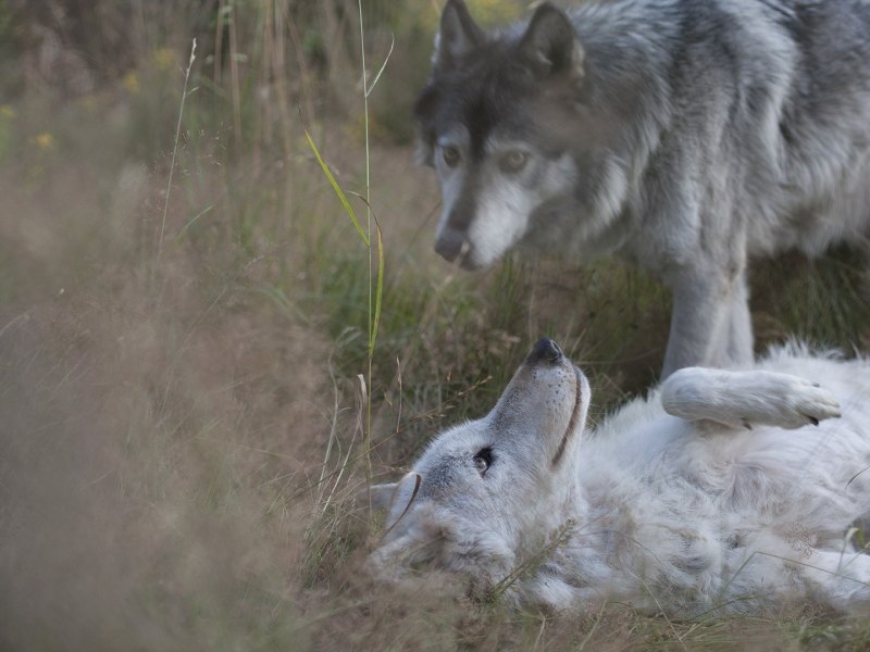 Альфа самка волчица