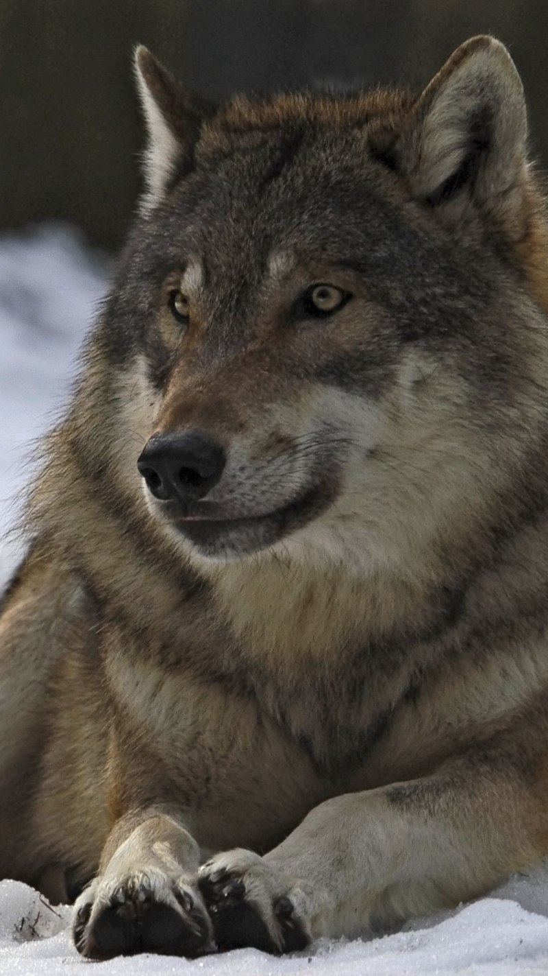 Альфа в волчьей стае