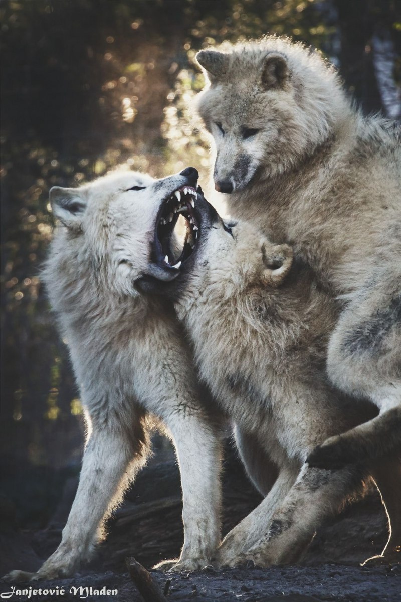 Альфа в стае Волков