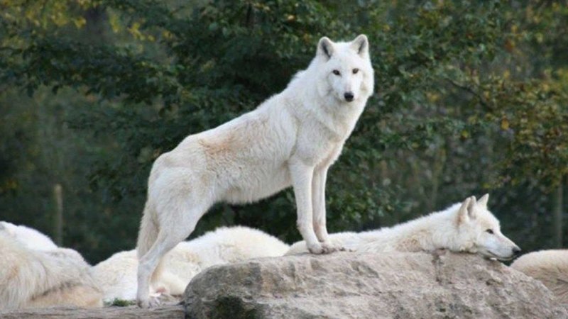 Вожак Волков