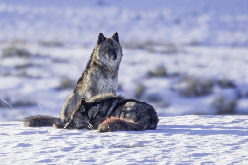 Волк самец и самка