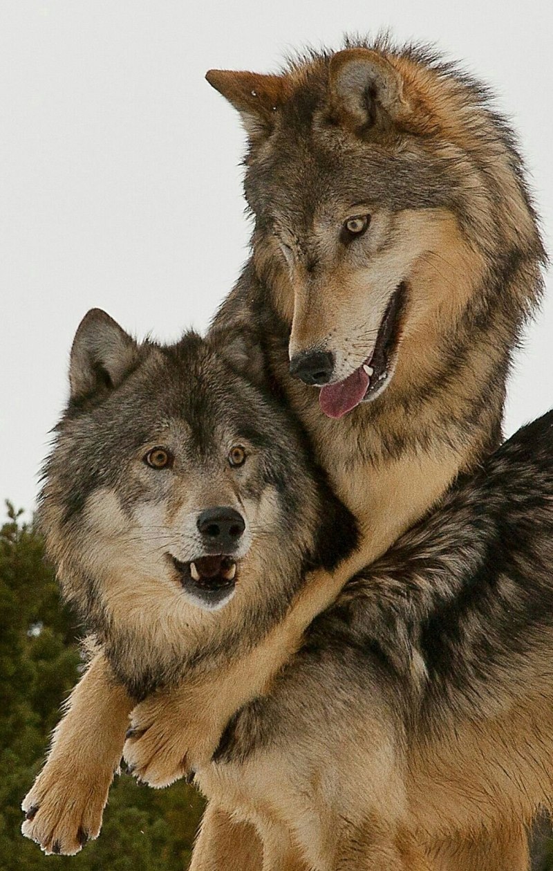 Волк и волчица