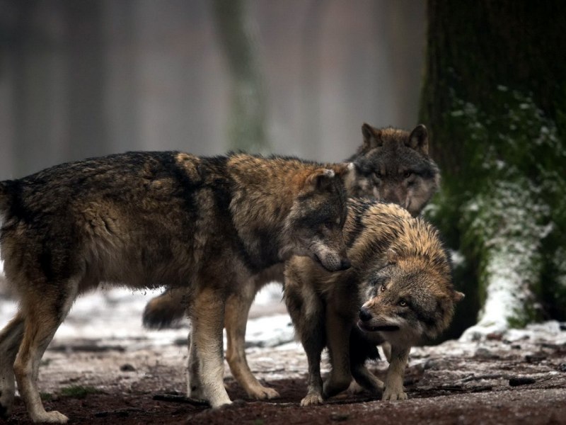 Стая волчат