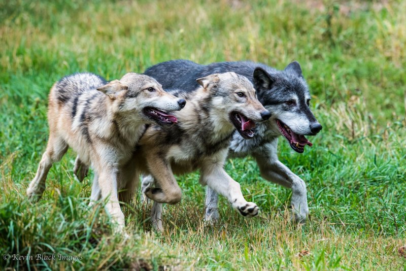 Как выглядит Альфа волк