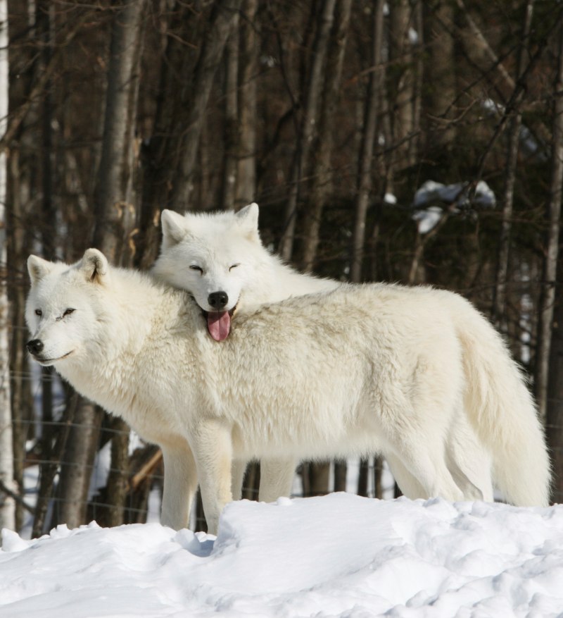 Фурри волк Альфа