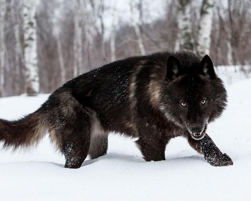 Черный Аляскинский волк