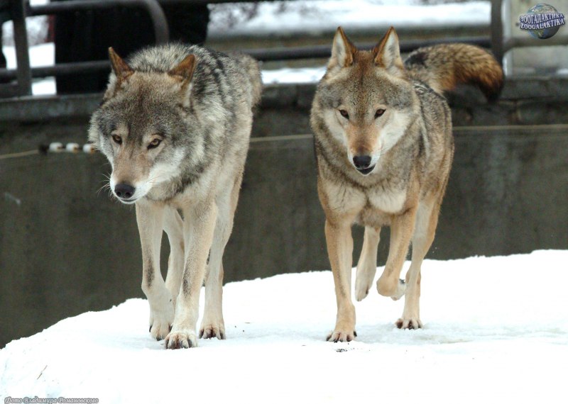 Молодые волки