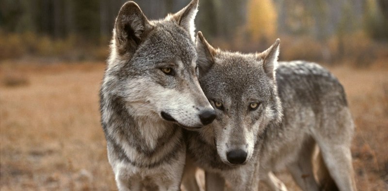 Влюбленные волки