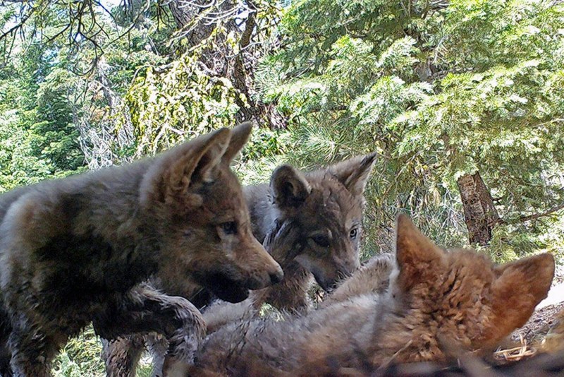 Пестуны волки