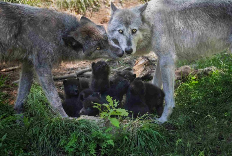 Стая Волков с волчатами