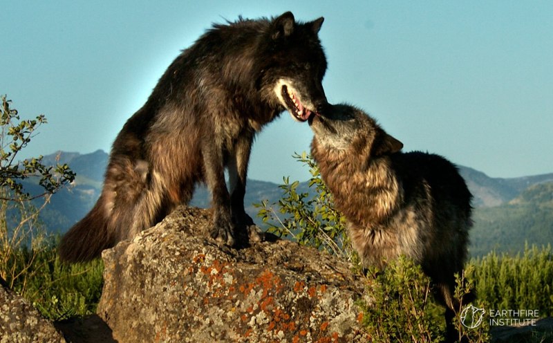 Волк самец и самка фото