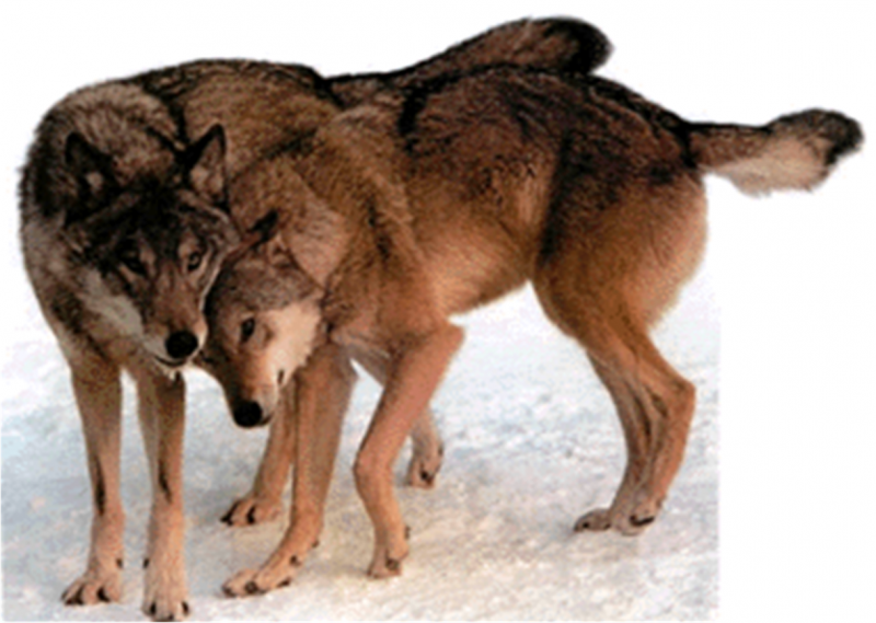 Волчьи повадки