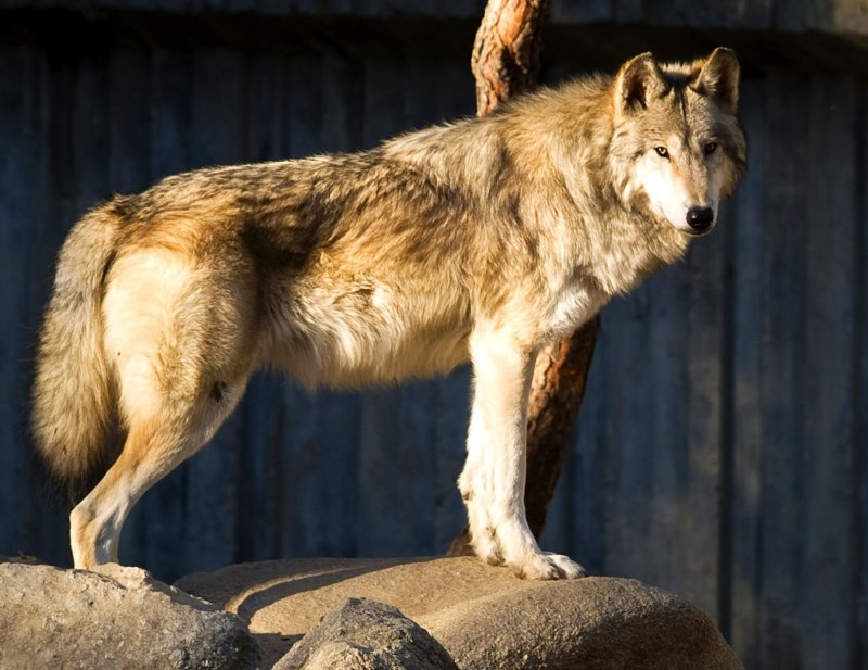 Пепельный волк