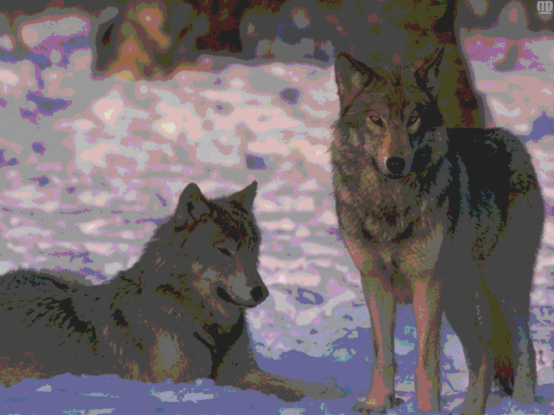 Волк с волчатами