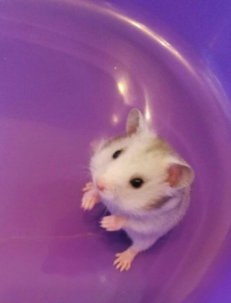 Хомяки джунгарики спячка