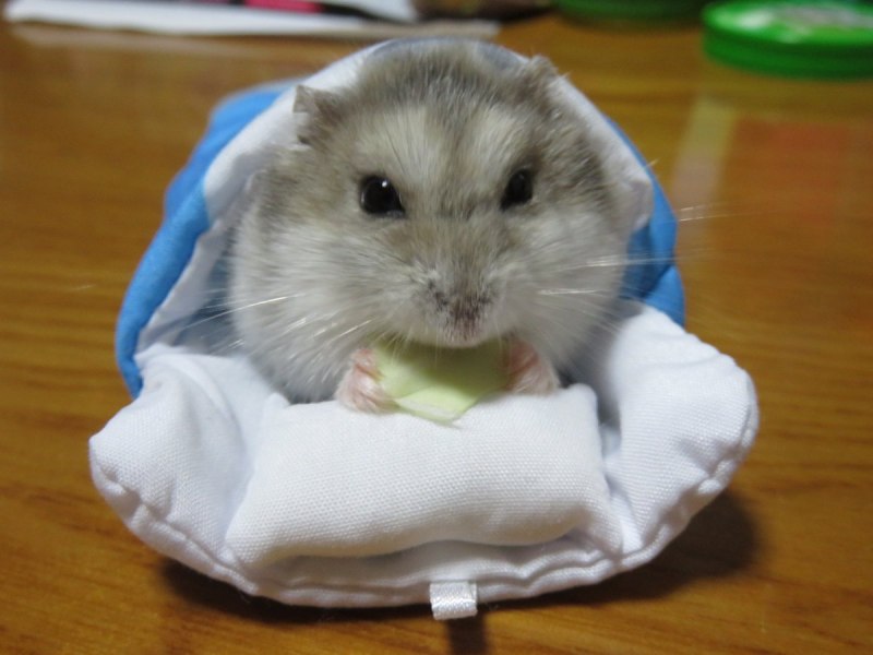 Красивый хомяк