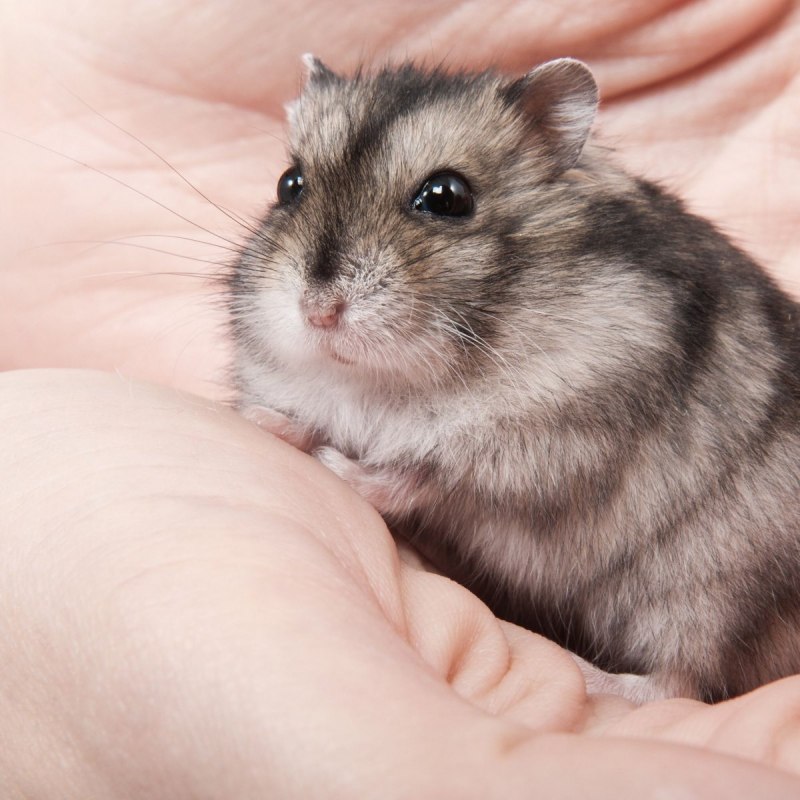 Голубой сирийский хомяк