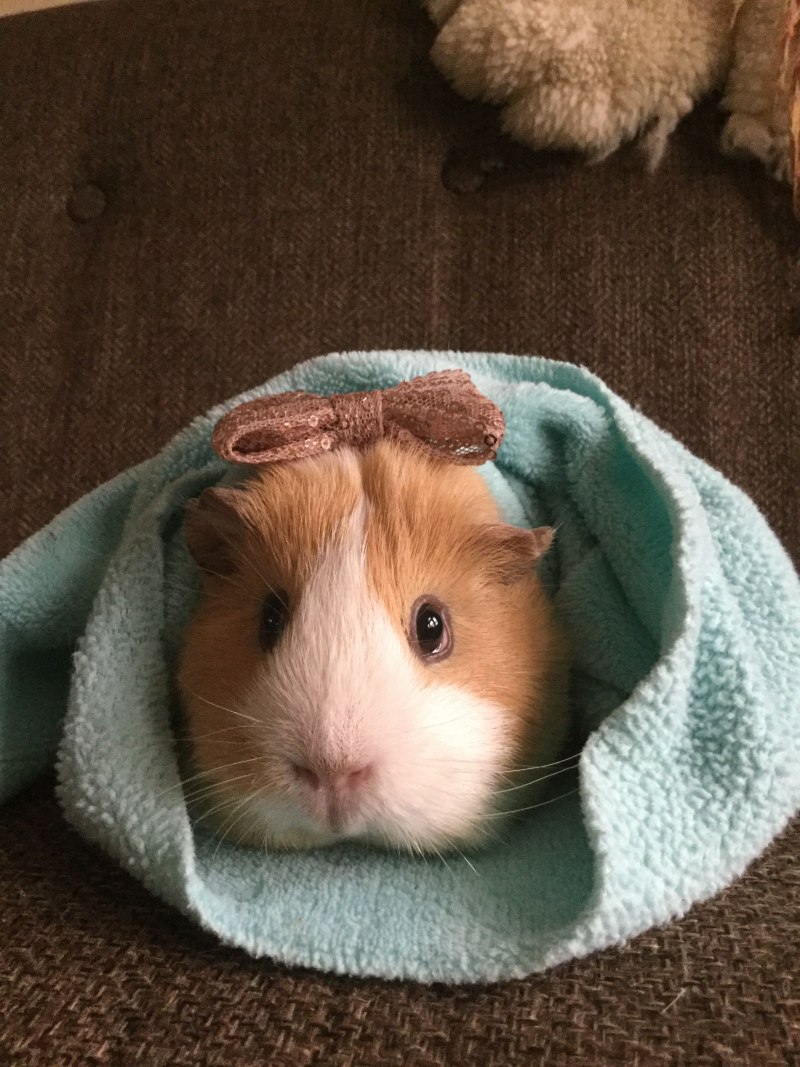 Хомяк джунгарский