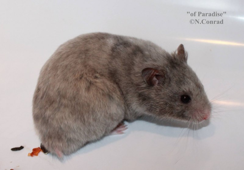 Голубые крысята Дамбо